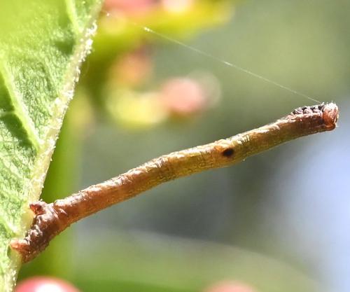 Hypomecis punctinalis